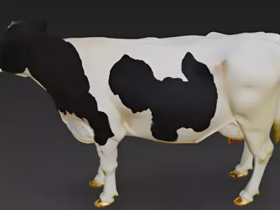 Holstein Cow 3D Model 3D model