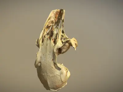 Small scanned photorealistic low poly skull Low-poly 3D model