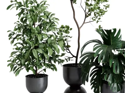 indoor plant set 651 pot tree in a concrete dirt vase 3D model
