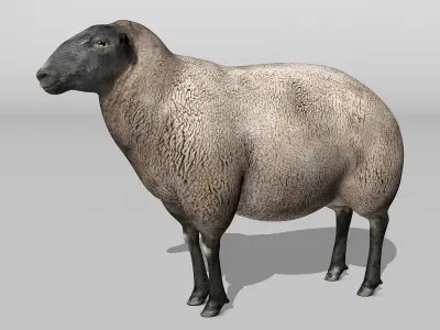 Sheep - Black 3D model