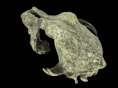 Canine Skull 3D model