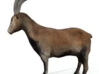 Goat Mammal Low-poly 3D model