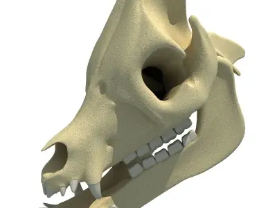 Pig Skull 3D model