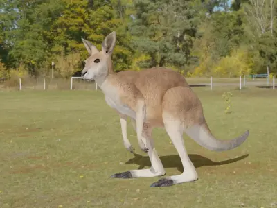 Kangaroo 3D animated 3D model