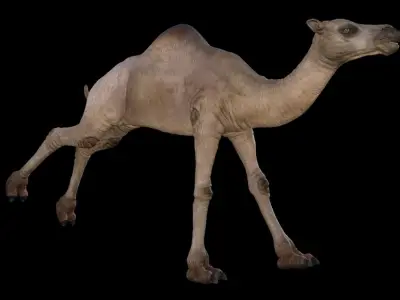 Camel 3D model