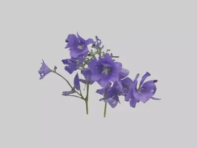 Campanula Flowers Low-poly 3D model
