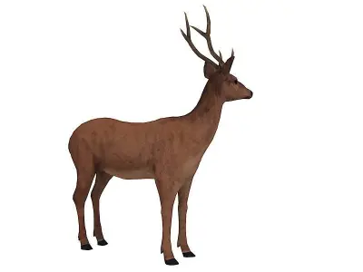 animated deer stag elk Low-poly 3D model
