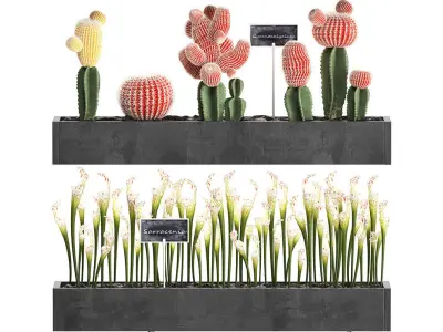 Cactus set wall decor vertical garden 45 3D model