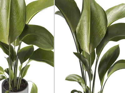 indoor plant 028 3D model