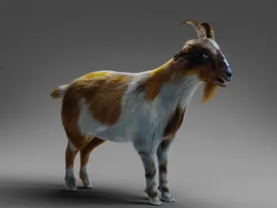Fur Goat 01 NO Rigged in Blender Low-poly 3D model
