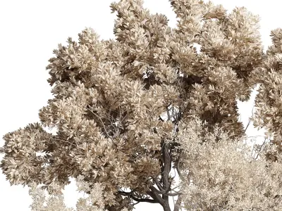 Indoor plant autumn set 333 concrete vase plant tree bush pot  Low-poly 3D model