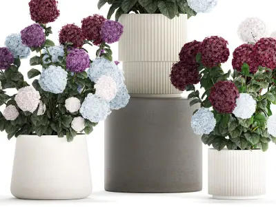 Beautiful hydrangea bushes in flower pots for decoration 1290 3D model