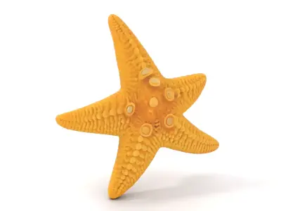 Textured Starfish model pack Low-poly 3D model