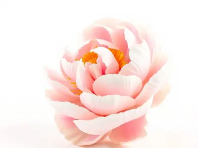 Bicolor Peony Soft Hue model pack Low-poly 3D model