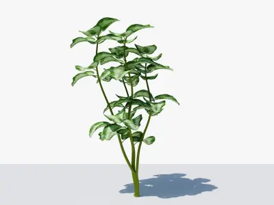 Tropical Plant Low-poly 3D model