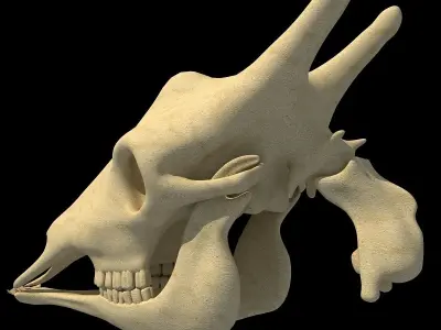 Full Giraffe Skull 3D model