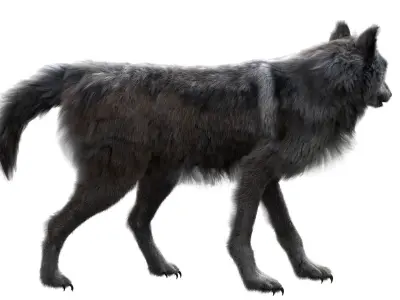 Wolf 3dmodel Animated Rigged 3D model