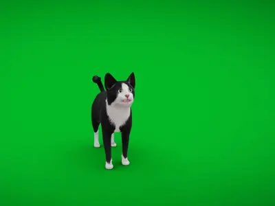 Tuxedo Cat Low-poly 3D model
