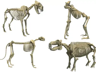 Animal Skeleton 3D Models 3D model
