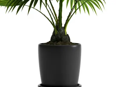 PLANT FAN PALM 3D model