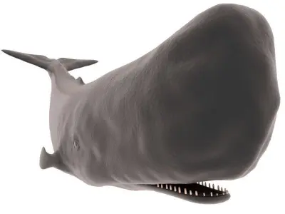 Sperm Whale 3D model
