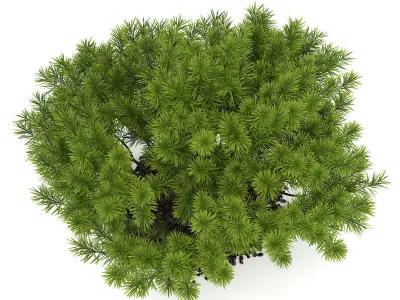 Pine Shrub Pinus 3D model