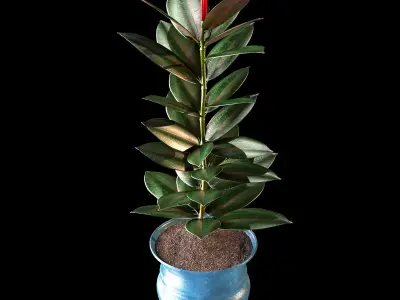 ficus plant 3D model