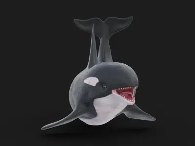 Realistic Killer Whale Rigged and Animated Low-poly 3D model