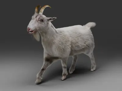 Fur Goat 02 Rigged in Blender   Low-poly 3D model