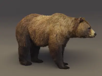 Brown Bear 3D model