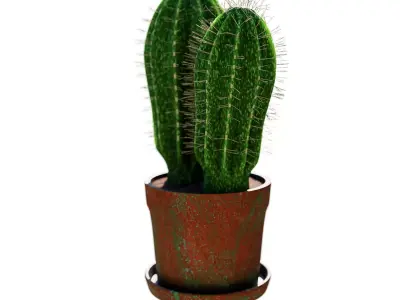 Potted Cactus Plant 3D model