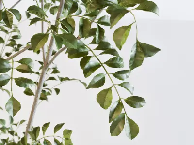 Fraxinus griffithii Tree 2 3D model