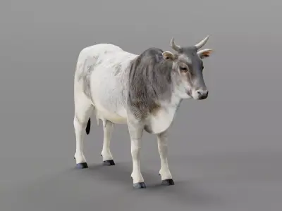 Asian Zebu Cattle Animal Low-poly 3D model