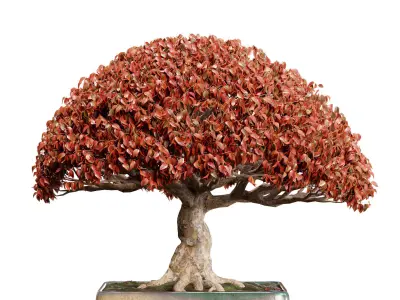 Bonsai 03 - PBR - Midpoly - HQ 3D model