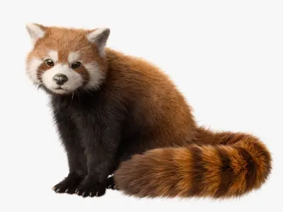 Red Panda Rigged Animated 3D model