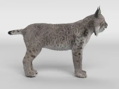Lynx Cat 3D model