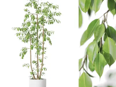 Plants collection vol 47