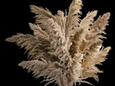 Bouquet Dried Flowers From Pampas Grass In A Vase 3D model