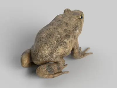 Toad Frog 3D model
