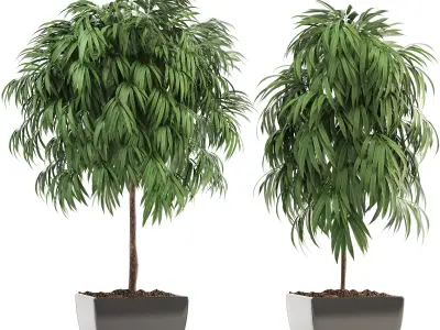 Ficus Alii 3D model