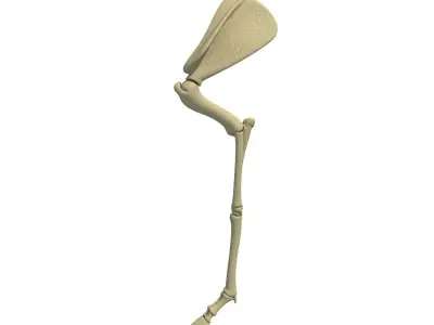 Mammal Arm Humerus  3D model