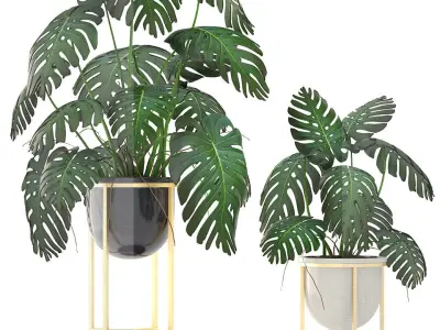 Monstera monster plant in gold stand 3D model