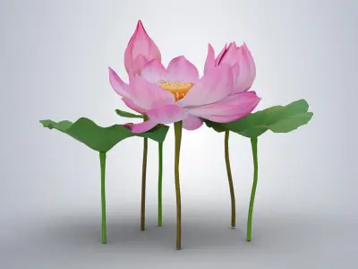 Realistic Lotus Flower and Buds Low-poly 3D model