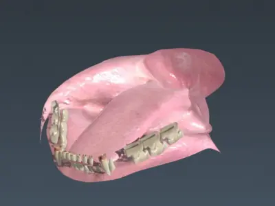 Rigged Domestic Cat 3D model