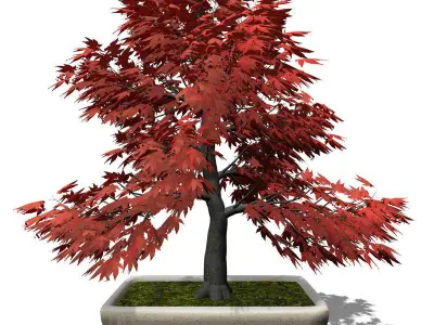 XfrogPlants Japanese Maple - Bonsai 3D model