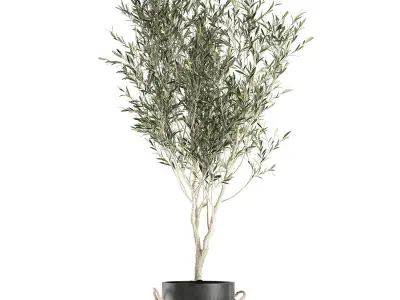Decorative olive tree in a black flowerpots 648 3D model