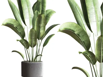 IndoorSetPlant41 two palm plants in pot 3D model