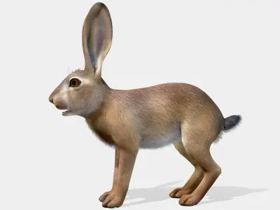 Hare - Young Low-poly 3D model
