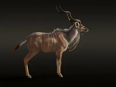 Greater Kudu Male Animated 3D model