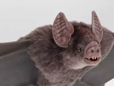 Vampire Bat 3D model